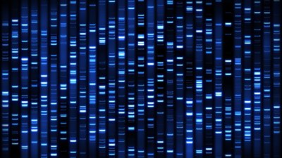 DNA fingerprinting representing genetic variation