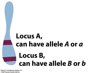 Locus A and Locus B alleles
