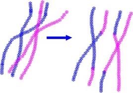 Chromosome recombination