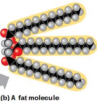 Fat molecule showing hydrocarbon tails