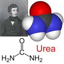 Synthesis of urea and its structure