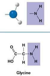 Sulfhydryl group and disulfide bond formation