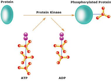 ATP structure and energy release
