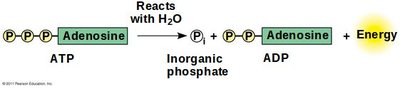 Methyl group in 5-methyl cytidine