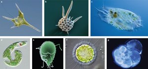 Diverse protist forms