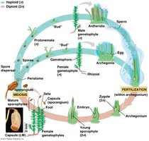 Bryophyte life cycle