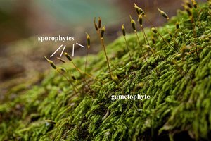 Mosses with labeled sporophytes and gametophytes