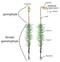 Moss sporophyte and gametophyte structure