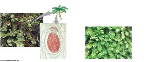 Liverworts and mosses