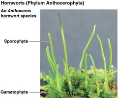 Hornworts structure