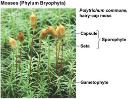 Mosses structure