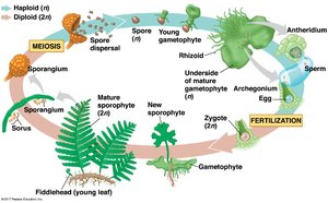Fern life cycle