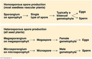 Homosporous vs heterosporous spore production
