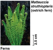 Ferns