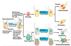 Endosymbiosis in protist evolution