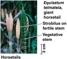 Horsetails