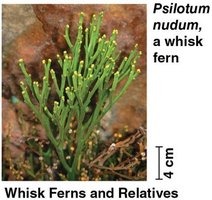 Whisk ferns