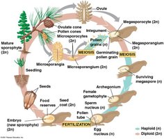 Seeds