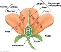 Flower structure
