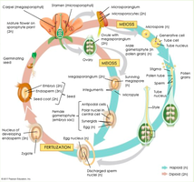 Angiosperm life cycle