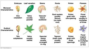 Monocot vs eudicot characteristics