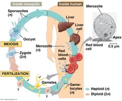 Apicomplexan life cycle (malaria)
