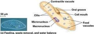 Ciliate structure