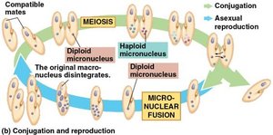Ciliate conjugation and reproduction