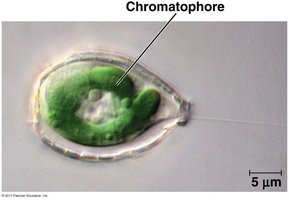 Cercozoan with chromatophore