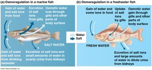 Osmoregulation in marine and freshwater fish