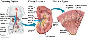Kidney structure and nephron types