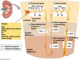 Nephron structure and filtrate processing