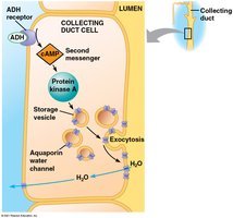 ADH action on collecting duct cell