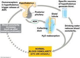 Osmoreceptor feedback and ADH release