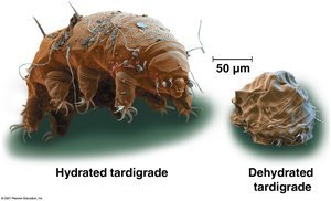 Hydrated and dehydrated tardigrade