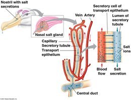 Transport epithelia in a marine bird's nasal gland