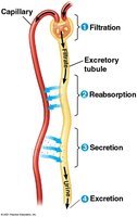 Steps of excretory processing