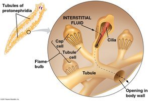 Protonephridia in flatworms