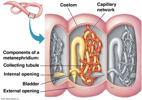 Metanephridia in earthworms