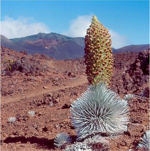 Silversword plant
