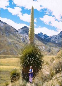 Queen of the Andes