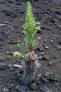 Young silversword plant