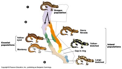 Ring species salamander populations