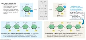 Starch and cellulose structures