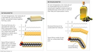 Saturated and unsaturated fats and fatty acids