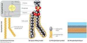 Structure of a phospholipid and bilayer