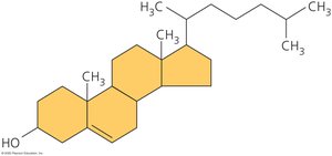 Cholesterol, a steroid