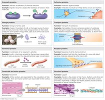 Overview of protein functions