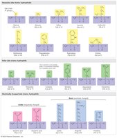 The 20 amino acids of proteins