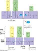 Making a polypeptide chain